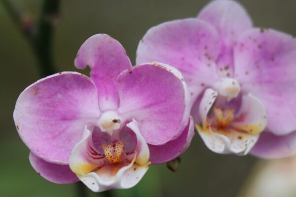 Científicos chinos revelan por qué las plantas con flores enfrentan la extinción 🌿 Cienti_ficos_chinos_revelan_por_que__las_plantas_con_flores_enfrentan_la_extincio_n__