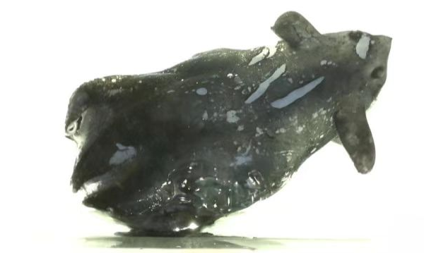 Cienti_ficos_chinos_revelan_una_nueva_especie_de_calamar_vampiro_en_el_Mar_del_Sur_de_China