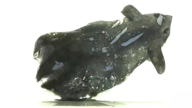 Cienti_ficos_chinos_revelan_una_nueva_especie_de_calamar_vampiro_en_el_Mar_del_Sur_de_China