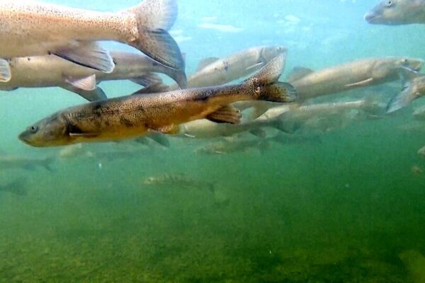 Científicos chinos se unen para salvar una carpa rara en la fuente del Yangtze 🌊🐟 Cienti_ficos_chinos_se_unen_para_salvar_una_carpa_rara_en_la_fuente_del_Yangtze___ video poster