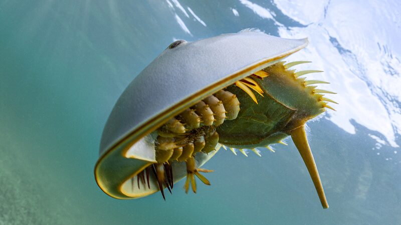 Cienti_ficos_de_Hong_Kong_se_Apresuran_para_Salvar_a_los_Cangrejos_Herradura_en_Peligro_de_Extincio_n__
