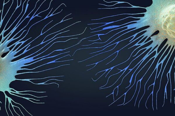 CientĂficos desarrollan tratamiento con anticuerpos que potencia el sistema inmunolĂłgico contra el cáncer Cienti_ficos_desarrollan_tratamiento_con_anticuerpos_que_potencia_el_sistema_inmunolo_gico_contra_el_ca_ncer