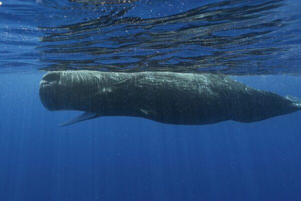 Científicos descifran el lenguaje de los cachalotes en el Caribe 🐋 Cienti_ficos_descifran_el_lenguaje_de_los_cachalotes_en_el_Caribe__