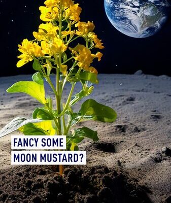 Científicos húngaros cultivan plantas en simulador de suelo lunar 🌕🌱 Cienti_ficos_hu_ngaros_cultivan_plantas_en_simulador_de_suelo_lunar___ video poster