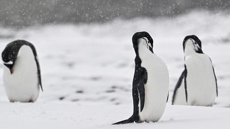Cienti_ficos_investigan_muertes_masivas_de_pingu_inos_en_la_Anta_rtida_vinculadas_a_la_gripe_aviar___