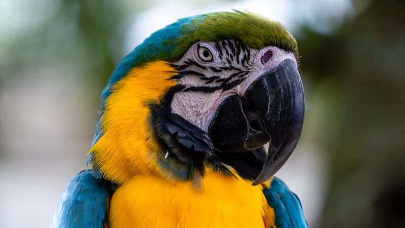 Cienti_ficos_revelan_un_revolucionario_nuevo_a_rbol_genealo_gico_de_aves___