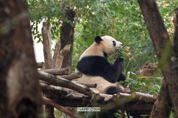 ¡Cientos de pandas gigantes te esperan en Chengdu! 🐼 _Cientos_de_pandas_gigantes_te_esperan_en_Chengdu___