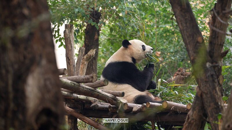 _Cientos_de_pandas_gigantes_te_esperan_en_Chengdu___
