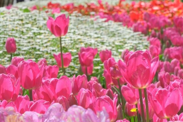 Cientos_de_tulipanes_coloridos_florecen_en_el_Bosque_Emirgan_de_Estambul__ video poster