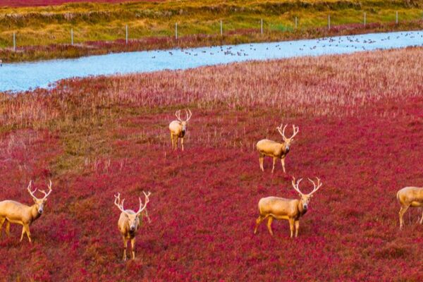 Ciervos milu desfilan sobre una “alfombra roja” natural en humedal de Jiangsu Ciervos_milu_desfilan_sobre_una__alfombra_roja__natural_en_humedal_de_Jiangsu