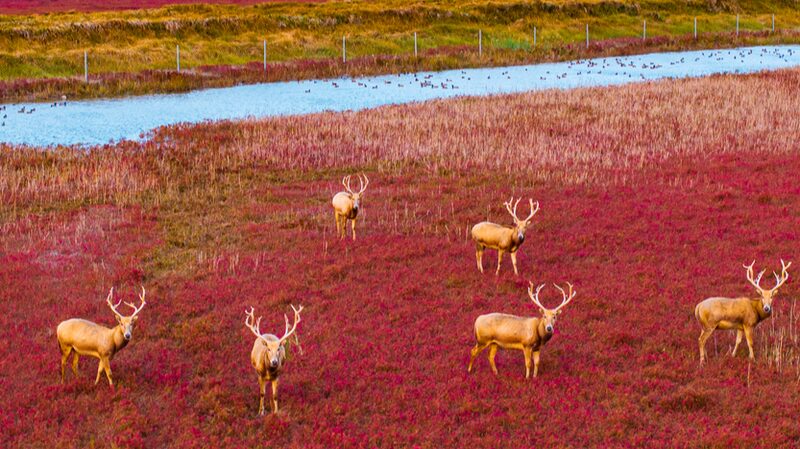 Ciervos_milu_desfilan_sobre_una__alfombra_roja__natural_en_humedal_de_Jiangsu