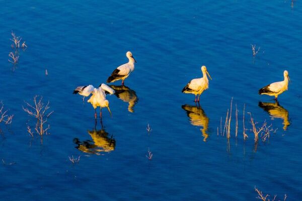 ¡Cigüeñas Orientales Blancas en Peligro de Extinción Hacen una Visita Sorpresa a Anhui! 🐦✨ _Cigu_en_as_Orientales_Blancas_en_Peligro_de_Extincio_n_Hacen_una_Visita_Sorpresa_a_Anhui____