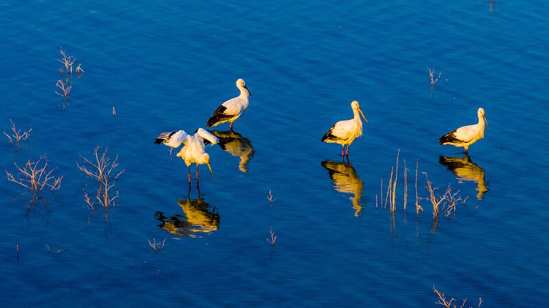 _Cigu_en_as_Orientales_Blancas_en_Peligro_de_Extincio_n_Hacen_una_Visita_Sorpresa_a_Anhui____
