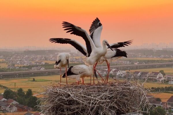 Cinco polluelos de cigüeña oriental surcan los cielos de Jiangsu 🕊️ Cinco_polluelos_de_cigu_en_a_oriental_surcan_los_cielos_de_Jiangsu___