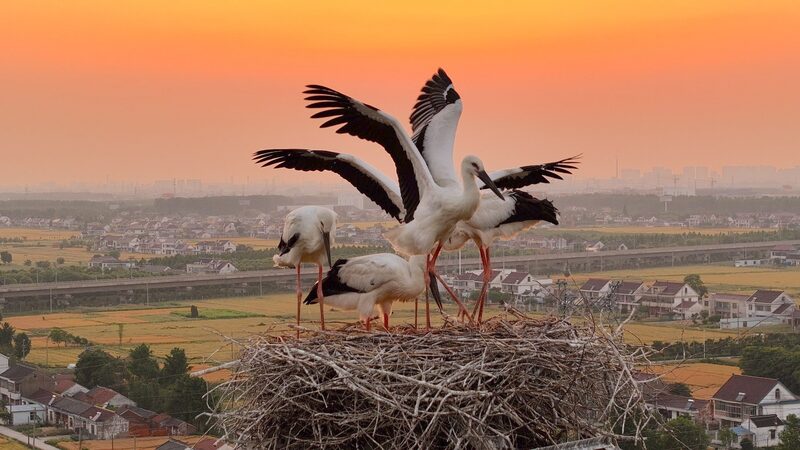Cinco_polluelos_de_cigu_en_a_oriental_surcan_los_cielos_de_Jiangsu___