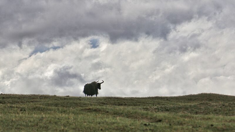 Cinco_sospechosos_atrapados_cazando_furtivamente_en_la_provincia_de_Qinghai__noroeste_de_China__