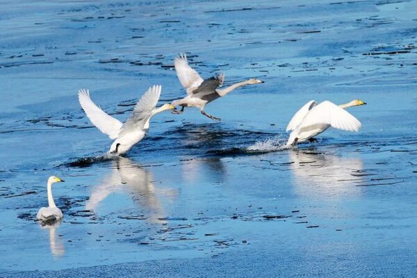 Cisnes_engalanan_el_embalse_Huairou_de_Beijing_durante_el_invierno