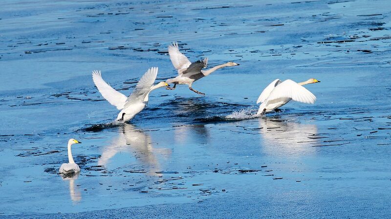 Cisnes_engalanan_el_embalse_Huairou_de_Beijing_durante_el_invierno