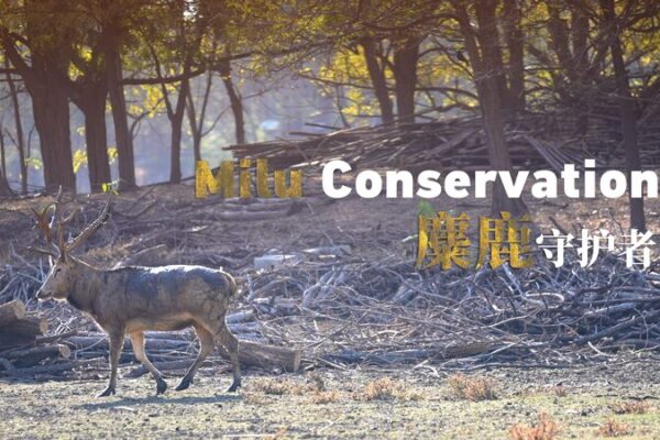Co_mo_la_Conservacio_n_Apasionada_Esta__Salvando_al_U_nico_Ciervo_Milu_de_China video poster