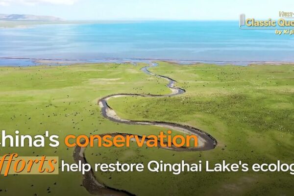 Cómo las Reservas Naturales de China Están Salvando Especies en Peligro de Extinción 🐼🌿 Co_mo_las_Reservas_Naturales_de_China_Esta_n_Salvando_Especies_en_Peligro_de_Extincio_n___ video poster