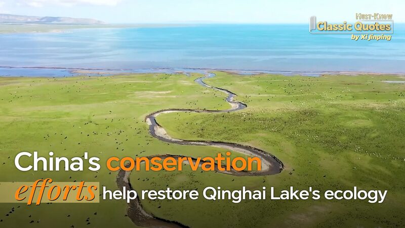 Co_mo_las_Reservas_Naturales_de_China_Esta_n_Salvando_Especies_en_Peligro_de_Extincio_n___ video poster