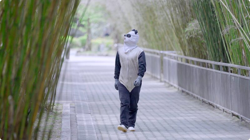 Co_mo_los_pandas_gigantes_vuelven_a_la_vida_salvaje_en_China___ video poster