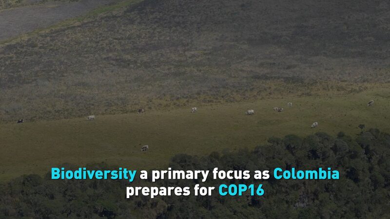 Colombia_se_prepara_para_la_COP16_con_la_biodiversidad_como_ma_xima_prioridad video poster