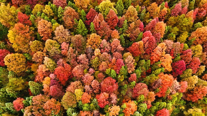 Colores_vibrantes_arrasan_por_los_encantadores_bosques_de_Guizhou video poster