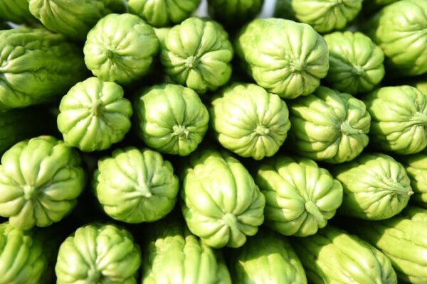 Comienza la Cosecha de Melón Amargo en Hainan: ¡Un Nuevo Comienzo para la Primavera 🌱! Comienza_la_Cosecha_de_Melo_n_Amargo_en_Hainan___Un_Nuevo_Comienzo_para_la_Primavera___