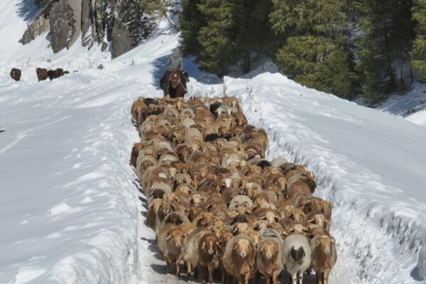 Comienza la Épica Migración de Ganado en Xinjiang: Millones Se Mueven a Pastizales de Primavera 🐑🌿 Comienza_la_E_pica_Migracio_n_de_Ganado_en_Xinjiang__Millones_Se_Mueven_a_Pastizales_de_Primavera___ video poster