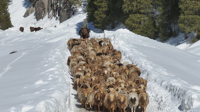 Comienza_la_E_pica_Migracio_n_de_Ganado_en_Xinjiang__Millones_Se_Mueven_a_Pastizales_de_Primavera___ video poster