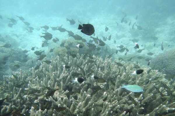 Con_tecnologi_a_y_naturaleza__Huawei_e_IUCN_protegen_los_mares_de_Kenia__