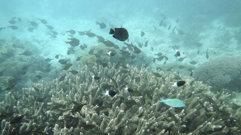 Con_tecnologi_a_y_naturaleza__Huawei_e_IUCN_protegen_los_mares_de_Kenia__