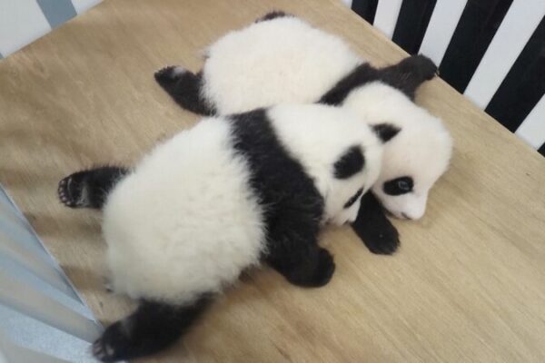 Conoce a la ‘Familia Feliz’ de Macao: Los pandas gigantes que unen corazones Conoce_a_la__Familia_Feliz__de_Macao__Los_pandas_gigantes_que_unen_corazones video poster