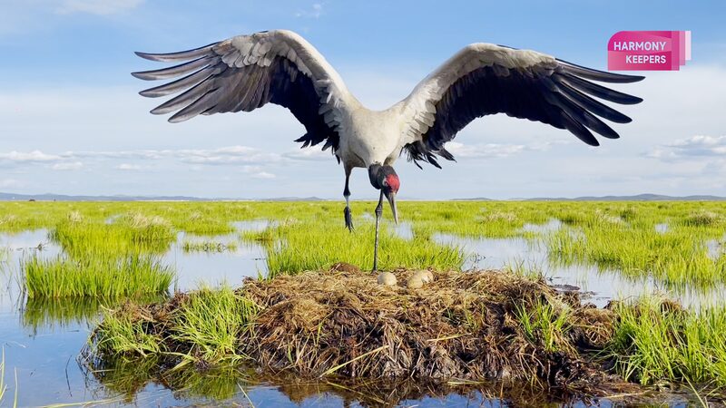 Conoce_a_las_Hadas_del_Altiplano__Grullas_de_Cuello_Negro_en_Sichuan