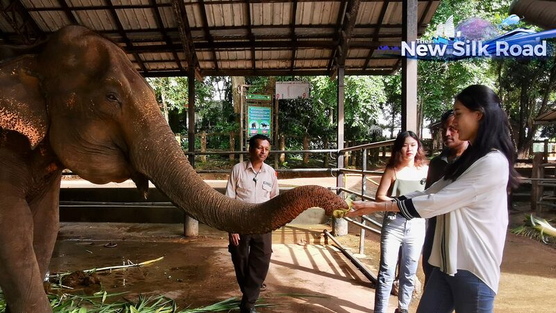 Conoce_a_los_Elefantes_Rescatados_del_Orfanato_Pinnawala_en_Sri_Lanka video poster