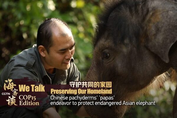 Conoce a los ‘Papas Elefante’ de China que Salvan Elefantes Asiáticos en Peligro de Extinción 🐘💚 Conoce_a_los__Papas_Elefante__de_China_que_Salvan_Elefantes_Asia_ticos_en_Peligro_de_Extincio_n___ video poster