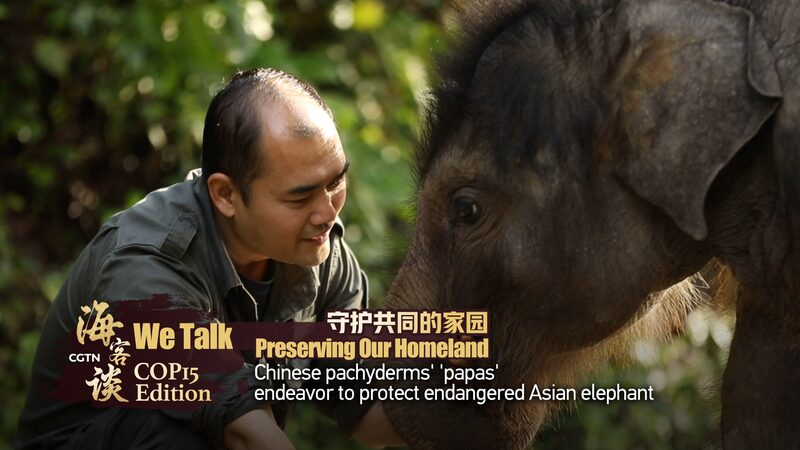 Conoce_a_los__Papas_Elefante__de_China_que_Salvan_Elefantes_Asia_ticos_en_Peligro_de_Extincio_n___ video poster