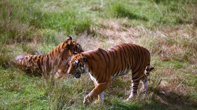 _Conoce_a_los_adorables_cachorros_de_tigre_del_sur_de_China_que_acaban_de_cumplir_seis_meses____ video poster