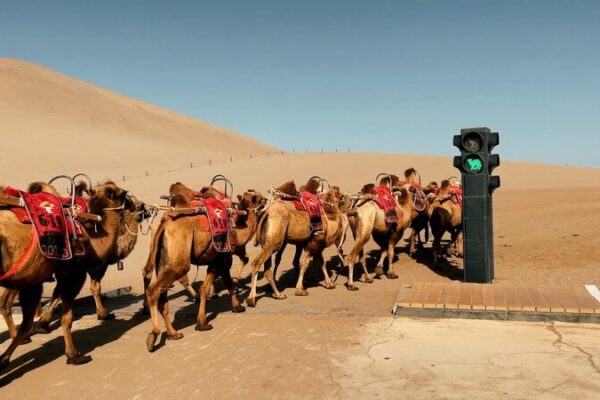 Conoce a los camellos de Dunhuang: ¡Las primeras señales de tráfico para camellos en el mundo! Conoce_a_los_camellos_de_Dunhuang___Las_primeras_sen_ales_de_tra_fico_para_camellos_en_el_mundo_ video poster