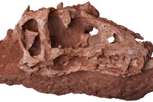 Conoce_al_Asiatyrannus_xui___El_Descubrimiento_de_Dinosaurios_Ma_s_Reciente_de_China_Sacude_el_Mundo_de_la_Paleontologi_a_