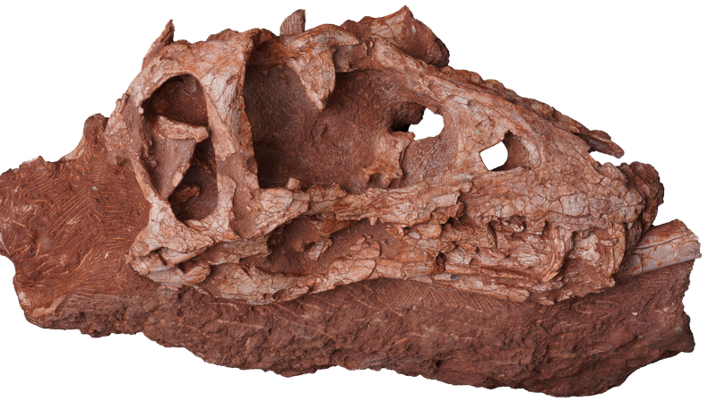 Conoce_al_Asiatyrannus_xui___El_Descubrimiento_de_Dinosaurios_Ma_s_Reciente_de_China_Sacude_el_Mundo_de_la_Paleontologi_a_