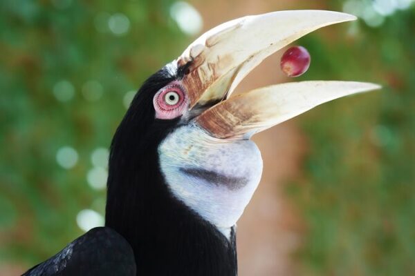 Conoce_al_Calao_Encapuchado__Una_Superestrella_del_Bosque_en_Peligro