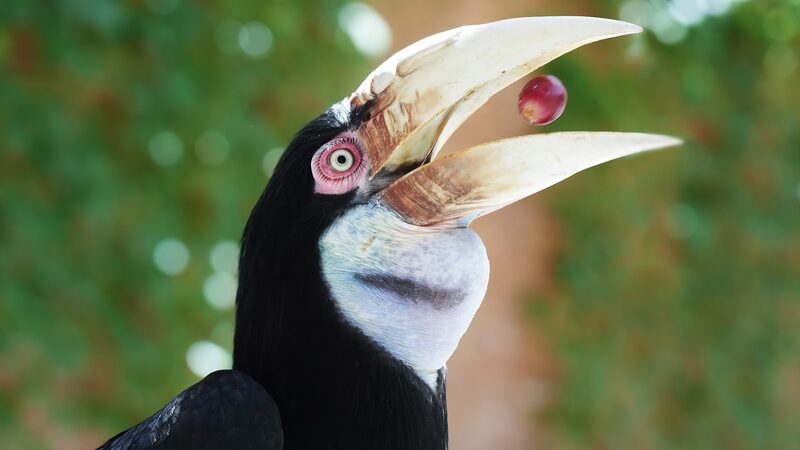 Conoce_al_Calao_Encapuchado__Una_Superestrella_del_Bosque_en_Peligro