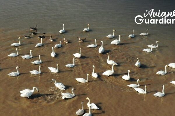 Conoce_al_Guardia_n_de_Aves_que_Protege_las_Antiguas_Rutas_de_Pa_jaros_en_China__