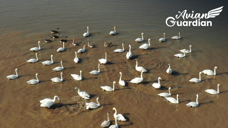 Conoce_al_Guardia_n_de_Aves_que_Protege_las_Antiguas_Rutas_de_Pa_jaros_en_China__
