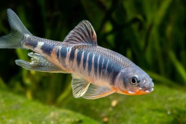 Conoce al Pez Arcoíris de la Vida Real: Nueva Especie Vibrante Descubierta en el Este de China Conoce_al_Pez_Arcoi_ris_de_la_Vida_Real__Nueva_Especie_Vibrante_Descubierta_en_el_Este_de_China
