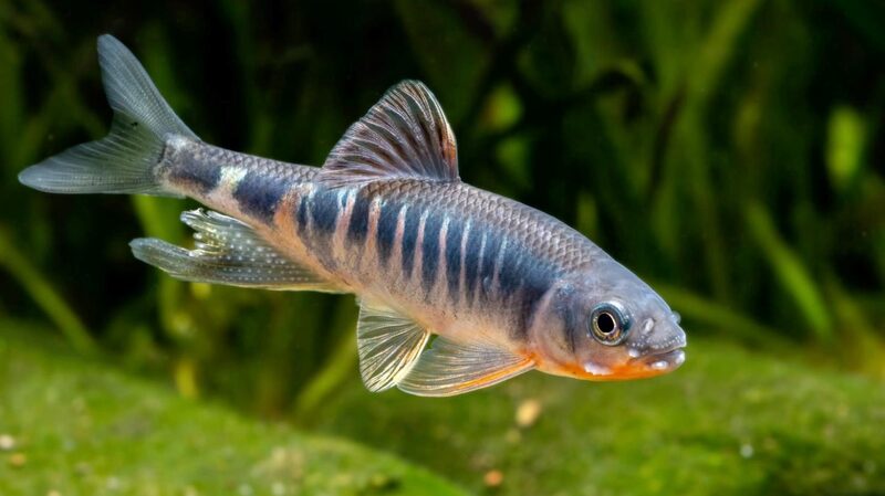 Conoce_al_Pez_Arcoi_ris_de_la_Vida_Real__Nueva_Especie_Vibrante_Descubierta_en_el_Este_de_China