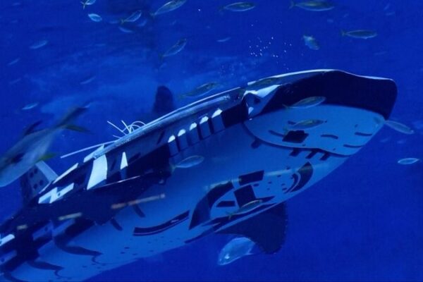 Conoce al Primer Tiburón Ballena Robótico Inteligente del Mundo 🌊🦈 Conoce_al_Primer_Tiburo_n_Ballena_Robo_tico_Inteligente_del_Mundo___ video poster