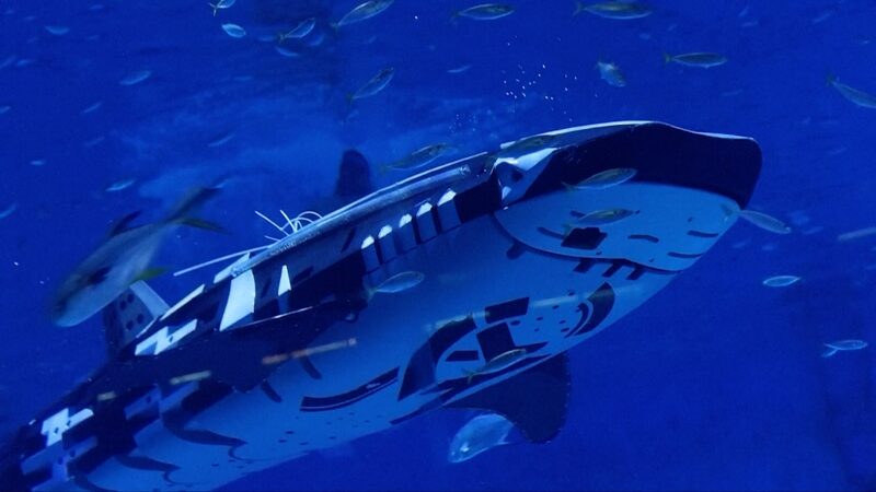 Conoce_al_Primer_Tiburo_n_Ballena_Robo_tico_Inteligente_del_Mundo___ video poster
